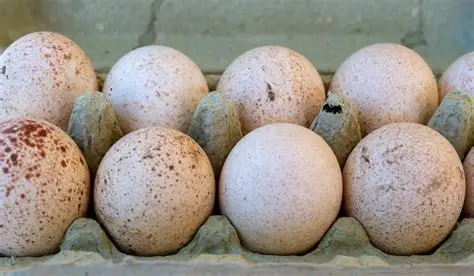 Turkey Eggs